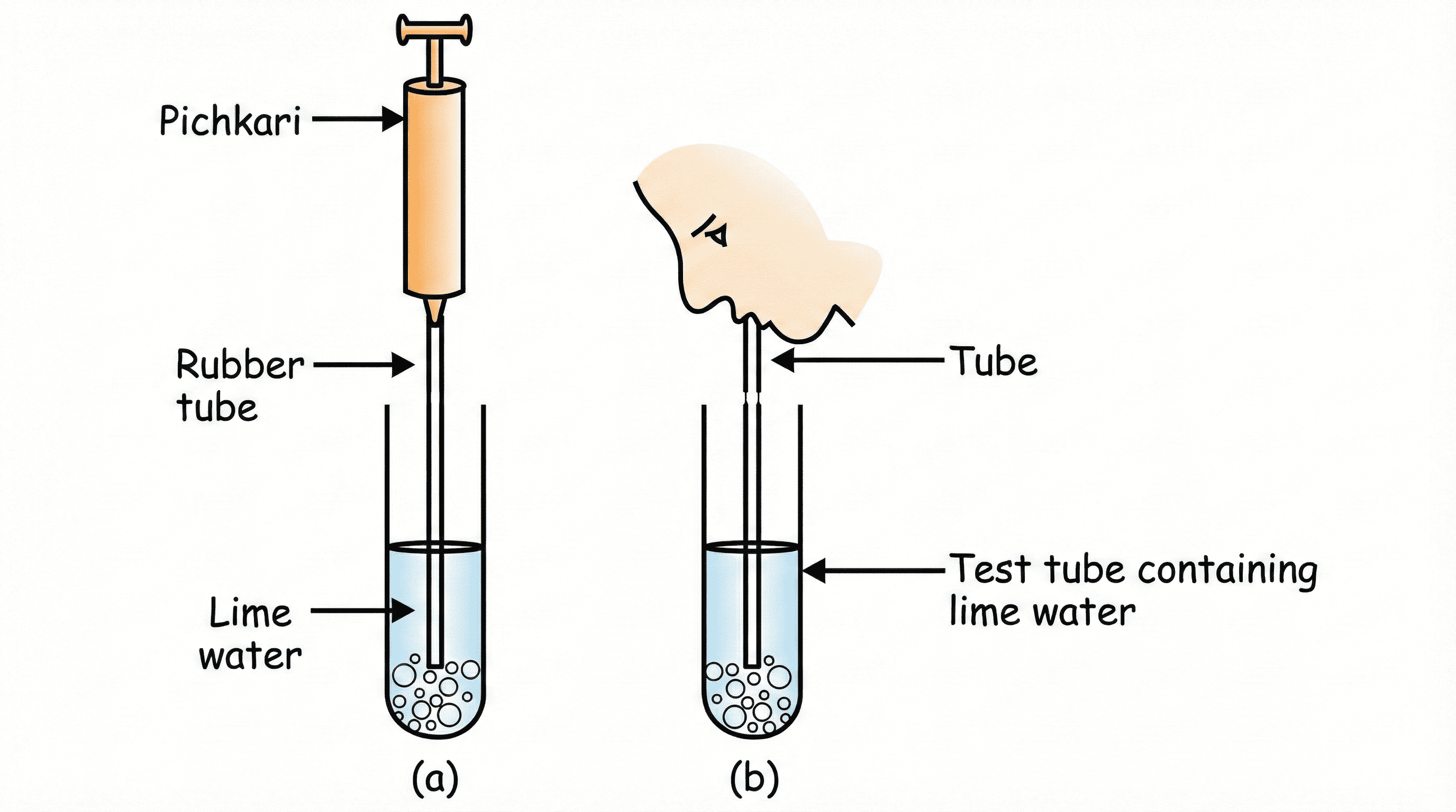 Figure 1.E3: CO2 is released during Respiration